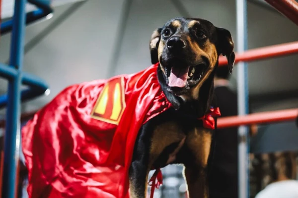 Cachorro com a capa do Krypto 