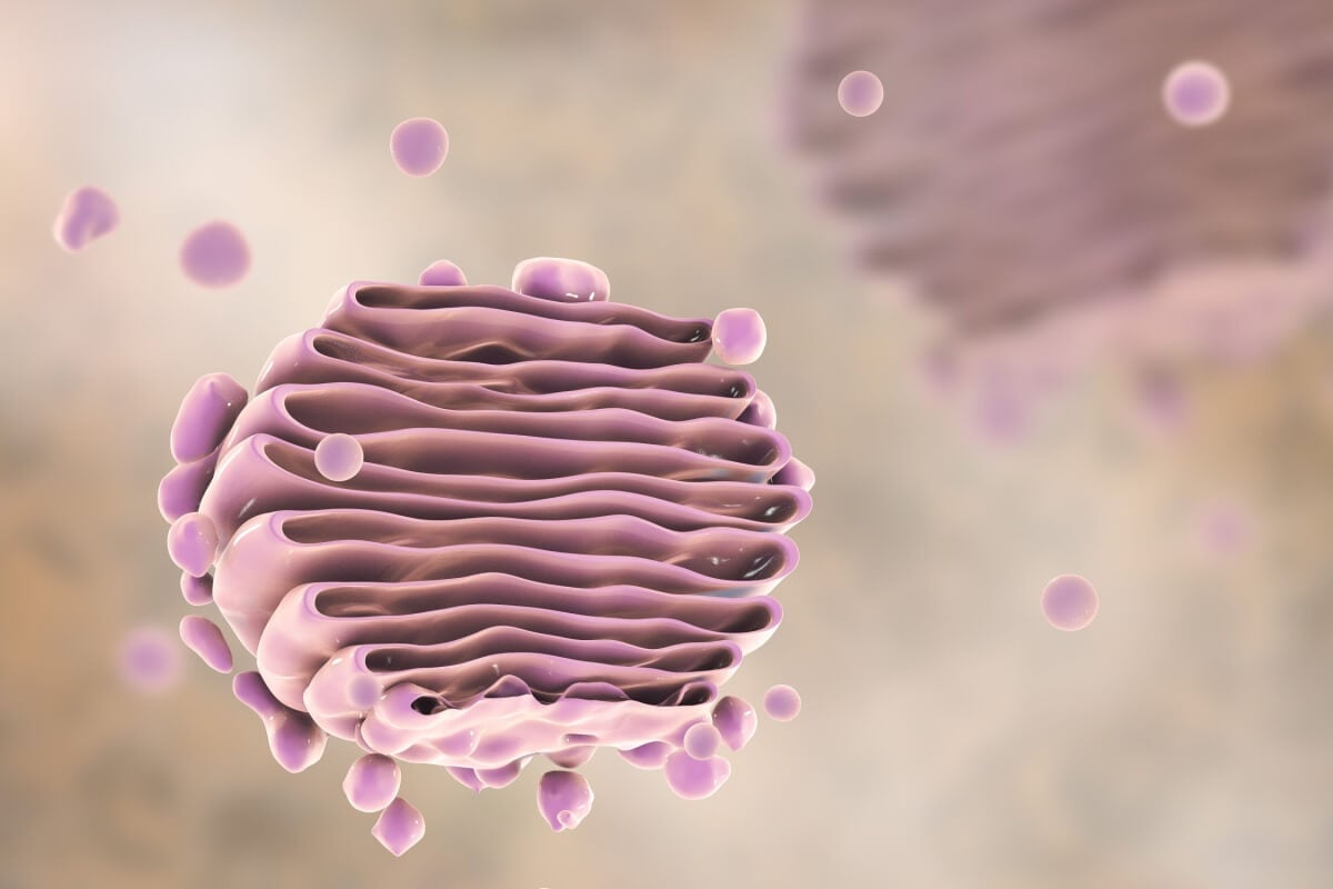 O complexo de Golgi processa, transforma e envia substâncias para vários lugares das células (Imagem: Kateryna Kon | Shutterstock)