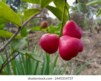 Jambo por Shutterstock