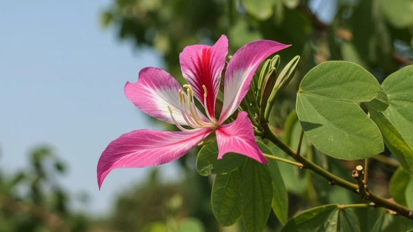 Nativa da América do Sul, também chama atenção pelo valor ornamental