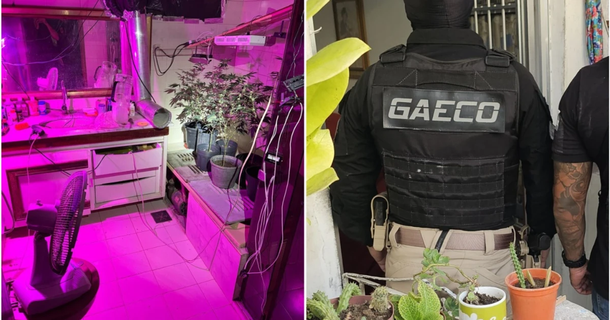 Imagem - Preso por tráfico mantinha estufa de 'supermaconha' em mansão de área nobre em Salvador
