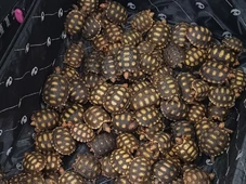 Imagem - PRF flagra 600 filhotes de jabutis dentro de malas em ônibus interestadual