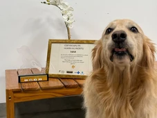 Imagem - Conheça Lola, cão terapeuta que realiza visitas quinzenais a pacientes de hospital