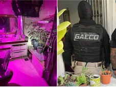 Imagem - Preso por tráfico mantinha estufa de 'supermaconha' em mansão de área nobre em Salvador