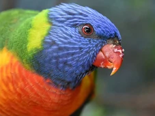 Imagem - Por que você não vê mais aves coloridas na sua cidade? Veja o que dizem os pesquisadores