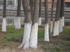 Imagem - Por que árvores têm o tronco pintado de branco? Descubra os motivos