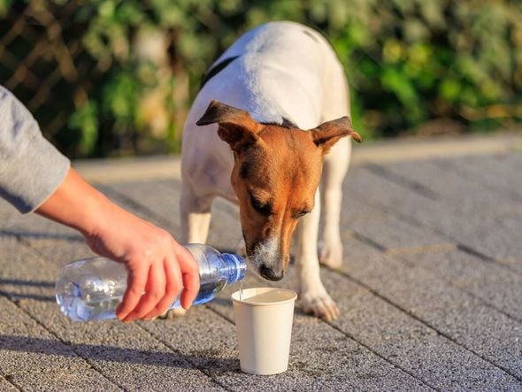 Imagem - Como ajudar animais de rua; veja 10 atitudes que salvam vidas