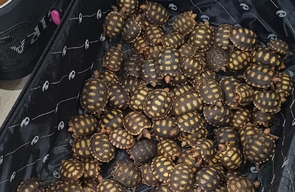 600 filhotes de jabutis dentro de malas