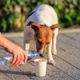 Imagem - Como ajudar animais de rua; veja 10 atitudes que salvam vidas