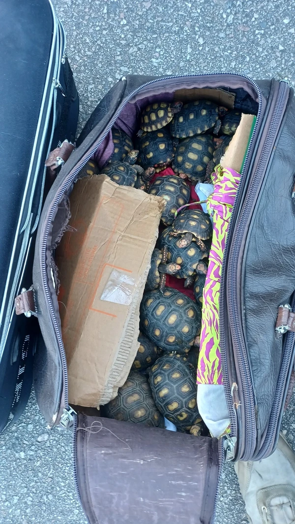 Alguns filhotes acabaram morrendo devido às péssimas condições em que eram levados por Divulgação PRF