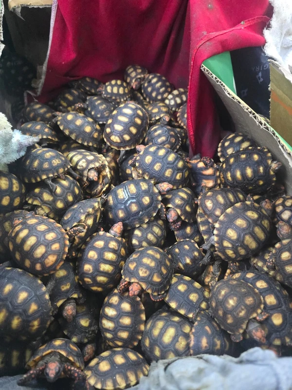 Animais seriam revendidos por Divulgação PRF