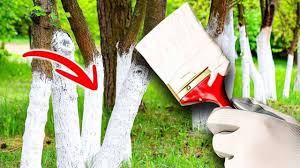 Árvores pintadas de branco por Reprodução