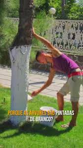 Árvores pintadas de branco por Reprodução
