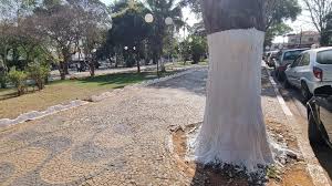 Árvores pintadas de branco por Reprodução