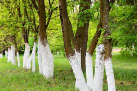 Árvores pintadas de branco por Reprodução