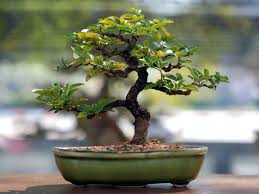 Bonsai por Reprodução