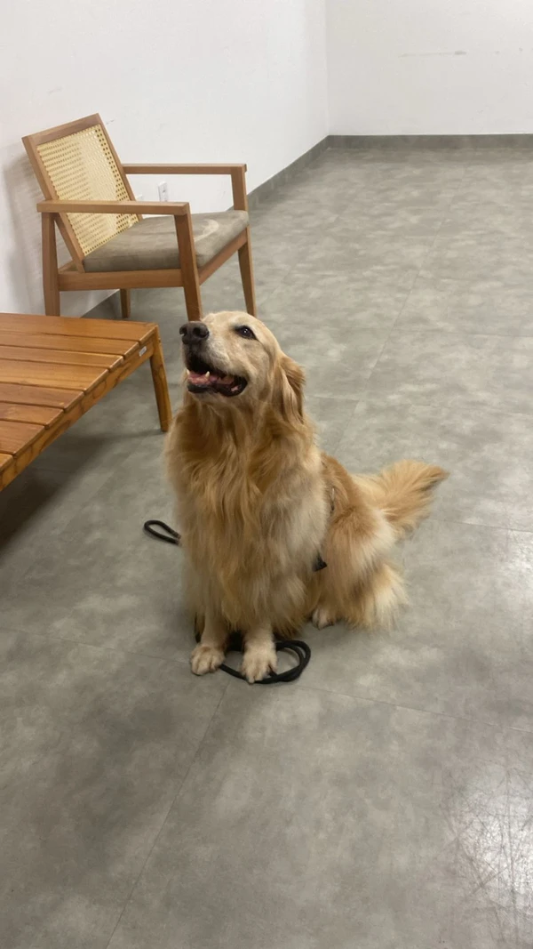 Conheça Lola, cão terapeuta que realiza visitas quinzenais a pacientes de hospital por Divulgação