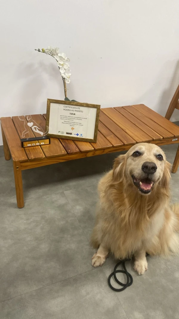Conheça Lola, cão terapeuta que realiza visitas quinzenais a pacientes de hospital por Divulgação