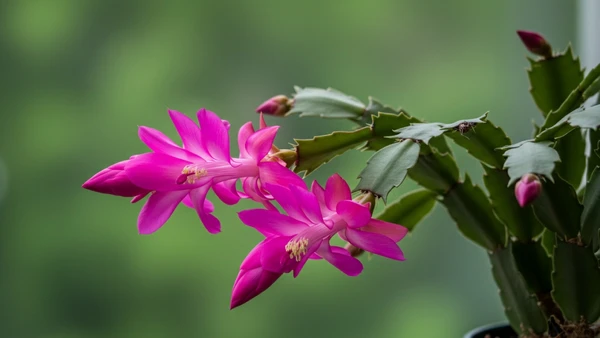 Descubra como expandir sua coleção de flor-de-maio sem sair de casa