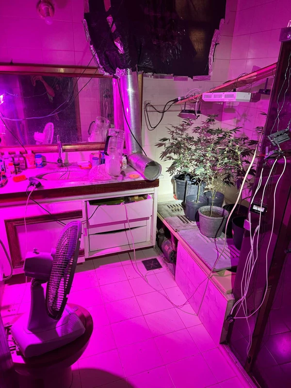 Estufa de maconha por Divulgação
