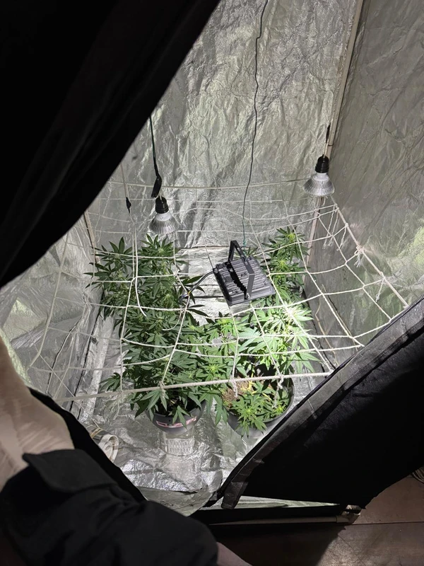 Estufa de maconha por Divulgação