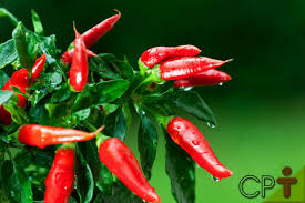 Pimenteira por Reprodução