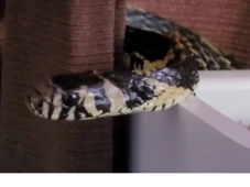 Imagem - Cobra de dois metros ‘tira cochilo’ em berço de bebê