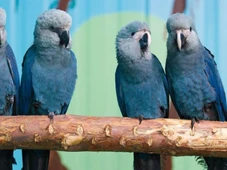 Imagem - Espécie ameaçada de extinção: ararinhas-azuis soltas na Bahia testam positivo para vírus letal