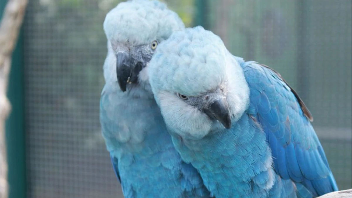 Animal foi considerado extinto na natureza