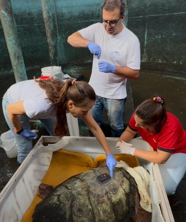 Aparelho acoplado ao casco de Jorge permite monitoramento de sua localização