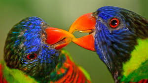 Aves coloridas por Shutterstock