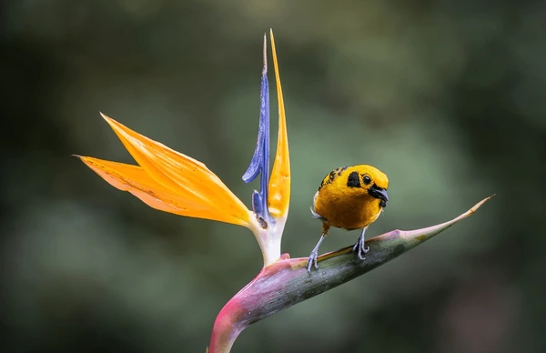 Aves coloridas por Shutterstock