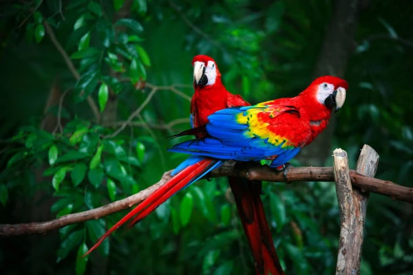 Aves coloridas por Shutterstock