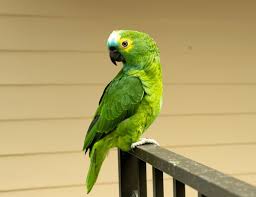 Aves coloridas por Shutterstock