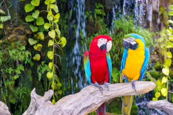 Aves coloridas por Shutterstock