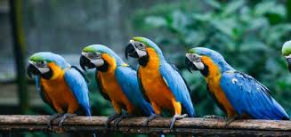 Aves coloridas por Shutterstock