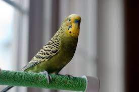 Aves coloridas por Shutterstock