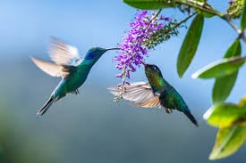 Aves coloridas por Shutterstock