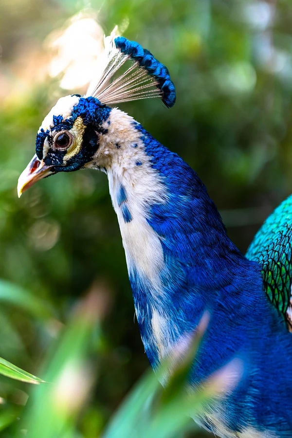 Aves coloridas por Shutterstock