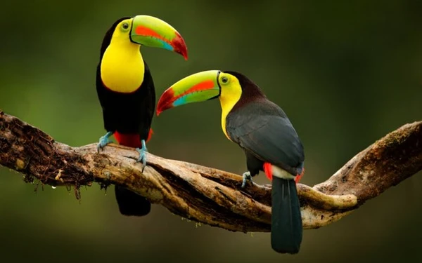 Aves coloridas por Shutterstock