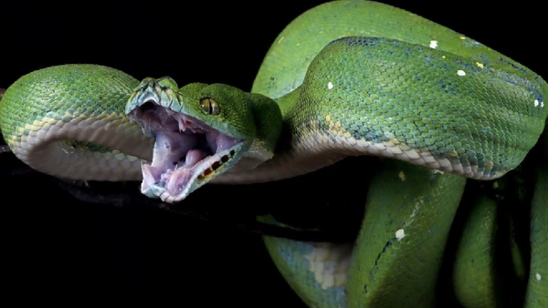 Descoberta de sucuri colossal reforça a importância da pesquisa na Amazônia