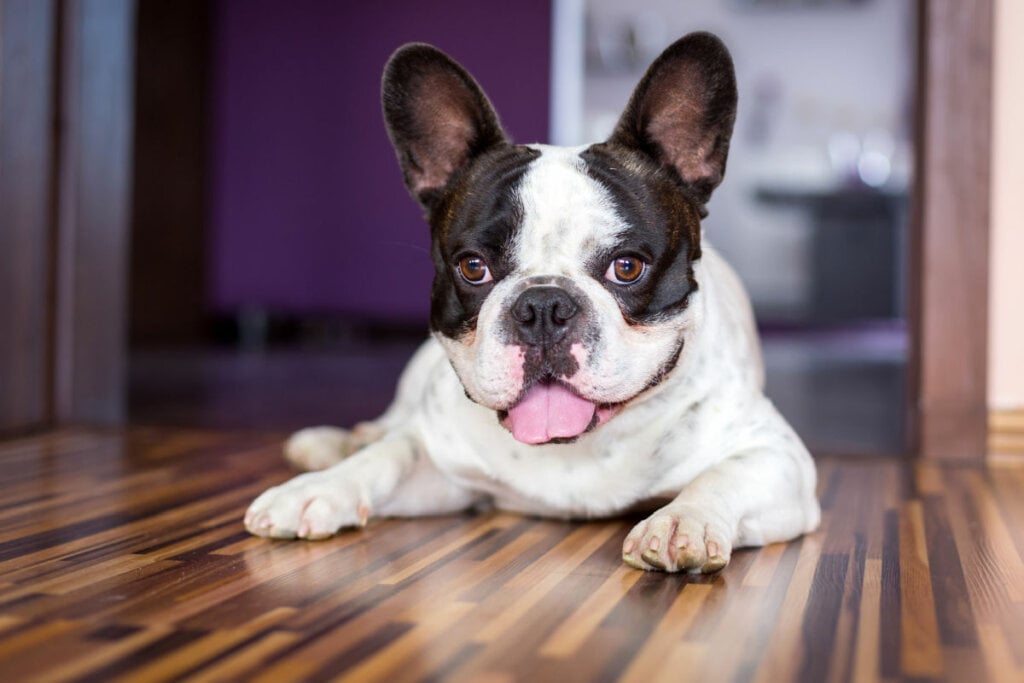 Bolinha é um nome que combina com cachorros de corpo arredondado (Imagem: Patryk Kosmider | Shutterstock)