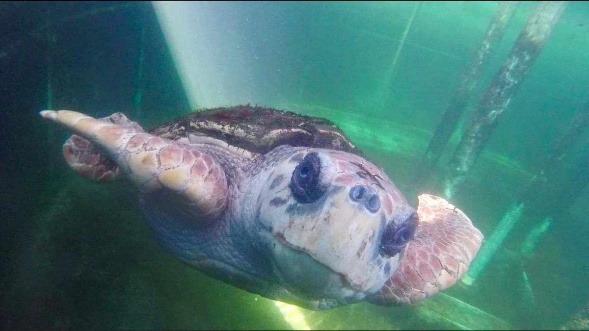 Jorge, tartaruga-cabeçuda