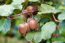 Kiwi é uma fruta poderosa para ajudar no sono e na recuperação muscular por Shutterstock