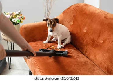 Mantenha o sofá bem cuidado mesmo com crianças e pets em casa por Shutterstock