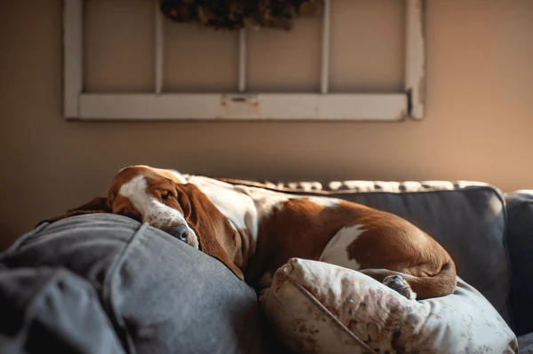 Mantenha o sofá bem cuidado mesmo com crianças e pets em casa por Shutterstock