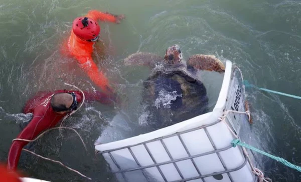 Momento da soltura de Jorge ao mar, na Argentina