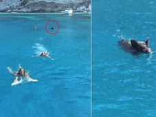 Imagem - Influenciadoras são perseguidas por javali dentro do mar; VÍDEO