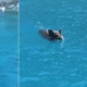 Imagem - Influenciadoras são perseguidas por javali dentro do mar; VÍDEO