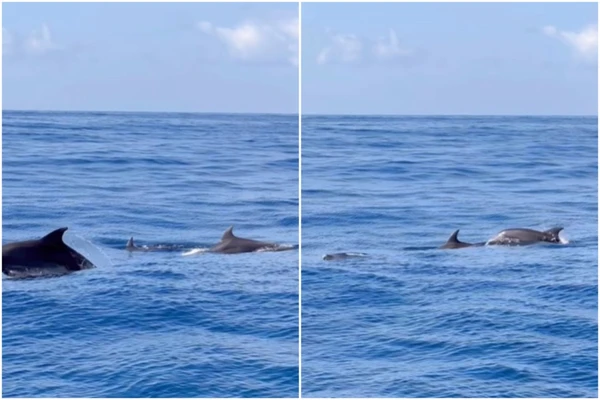 Golfinhos no mar de Salvador